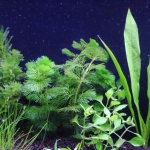 植栽から1日目　カボンバ